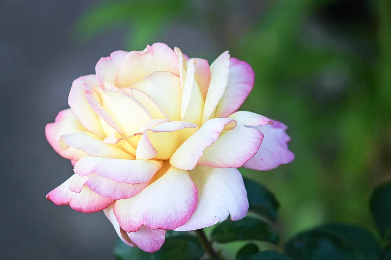 30 Beautiful Rose tattoo design for Women