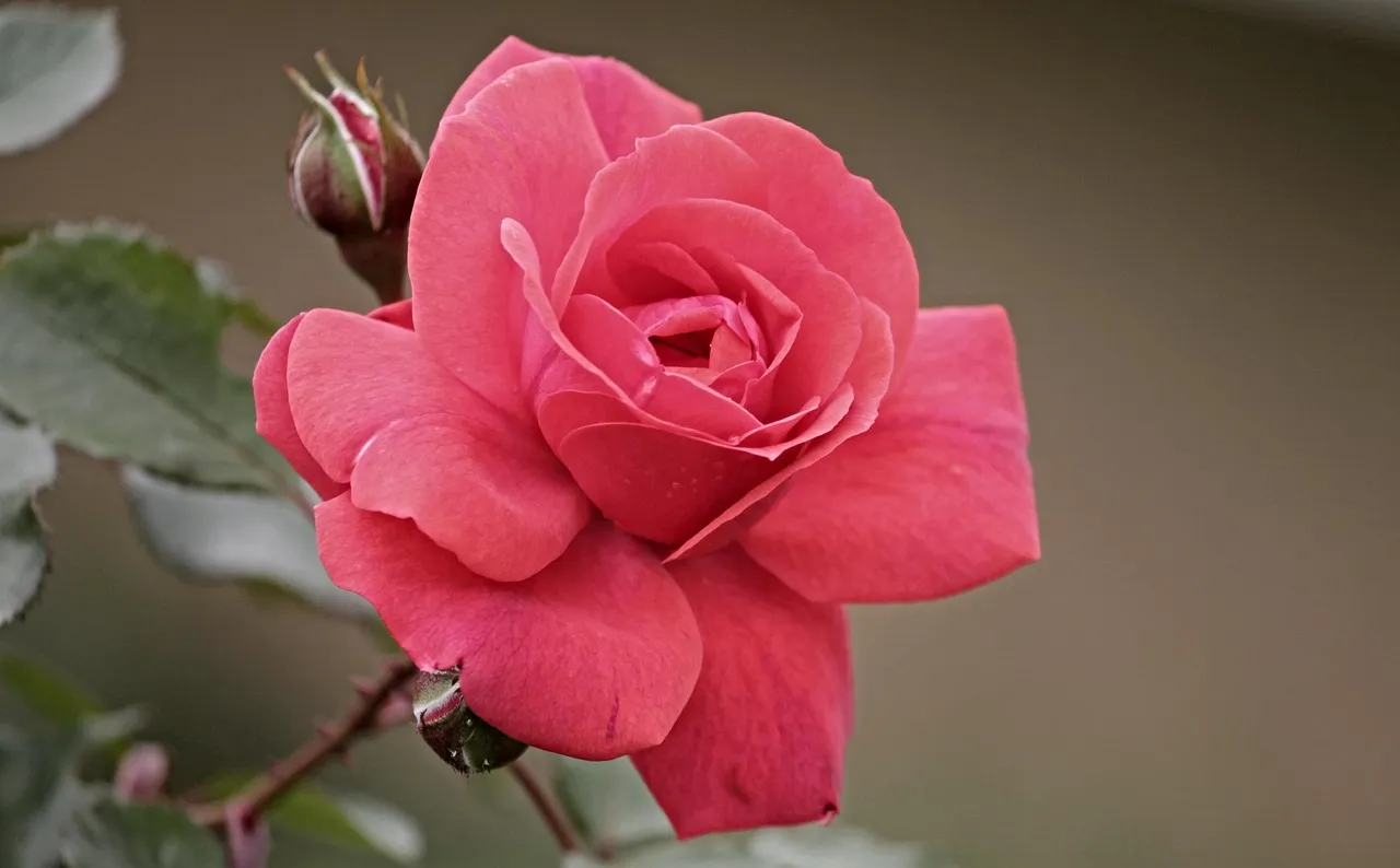 30 Beautiful Rose tattoo design for Women