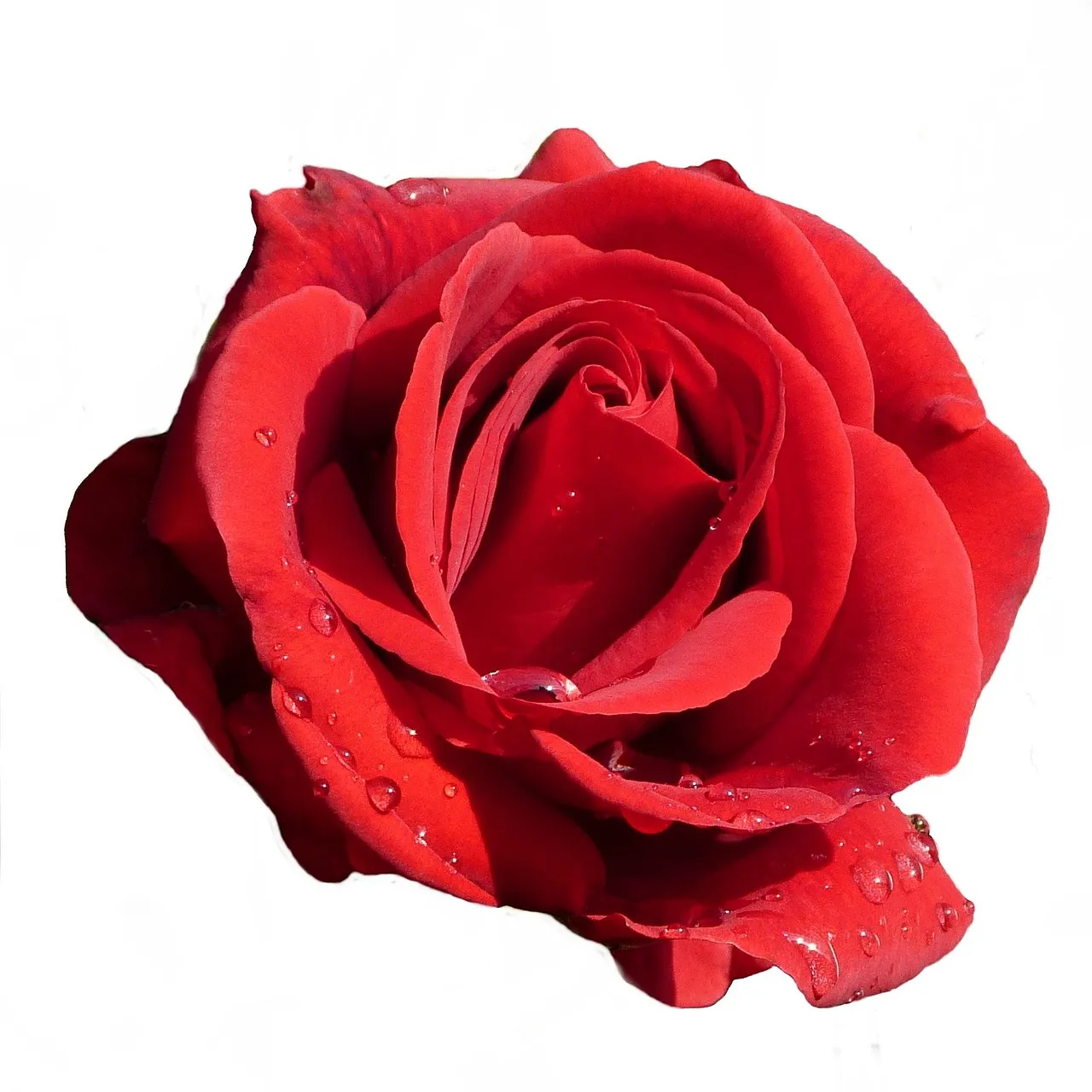 30 Beautiful Rose tattoo design for Women