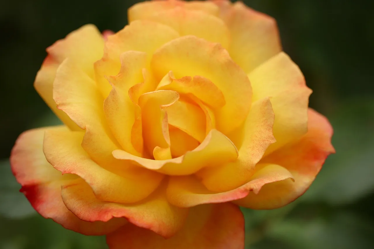 30 Beautiful Rose tattoo design for Women