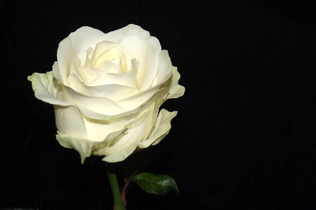 30 Beautiful Rose tattoo design for Women