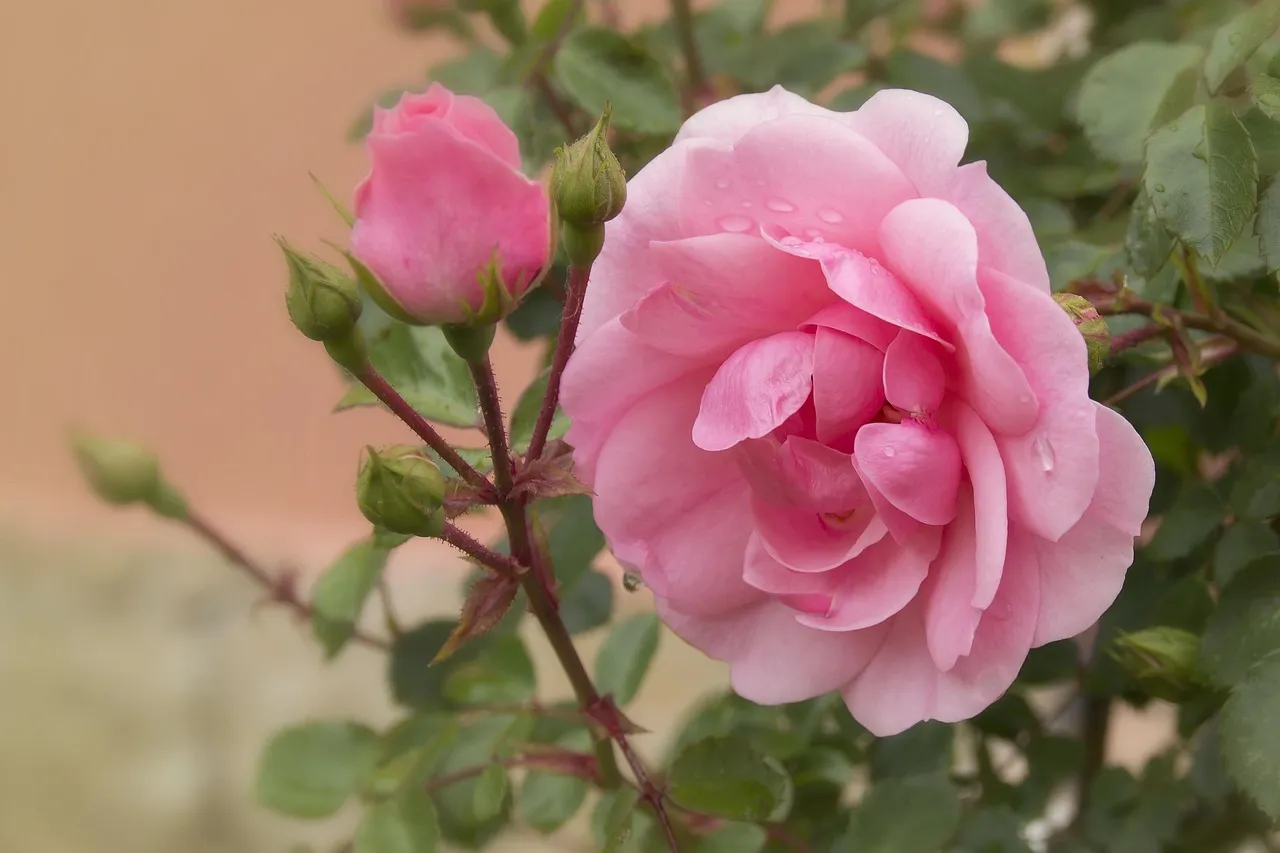 30 Beautiful Rose tattoo design for Women
