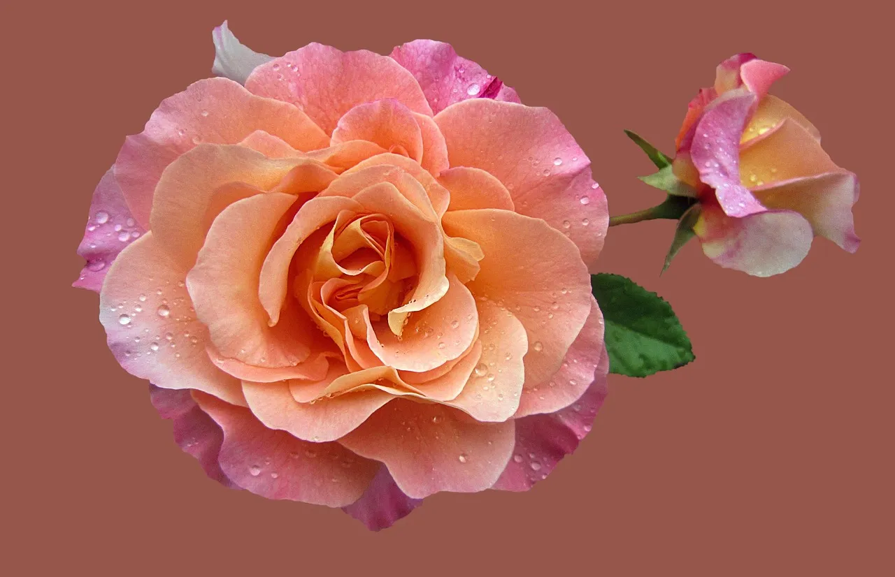 30 Beautiful Rose tattoo design for Women