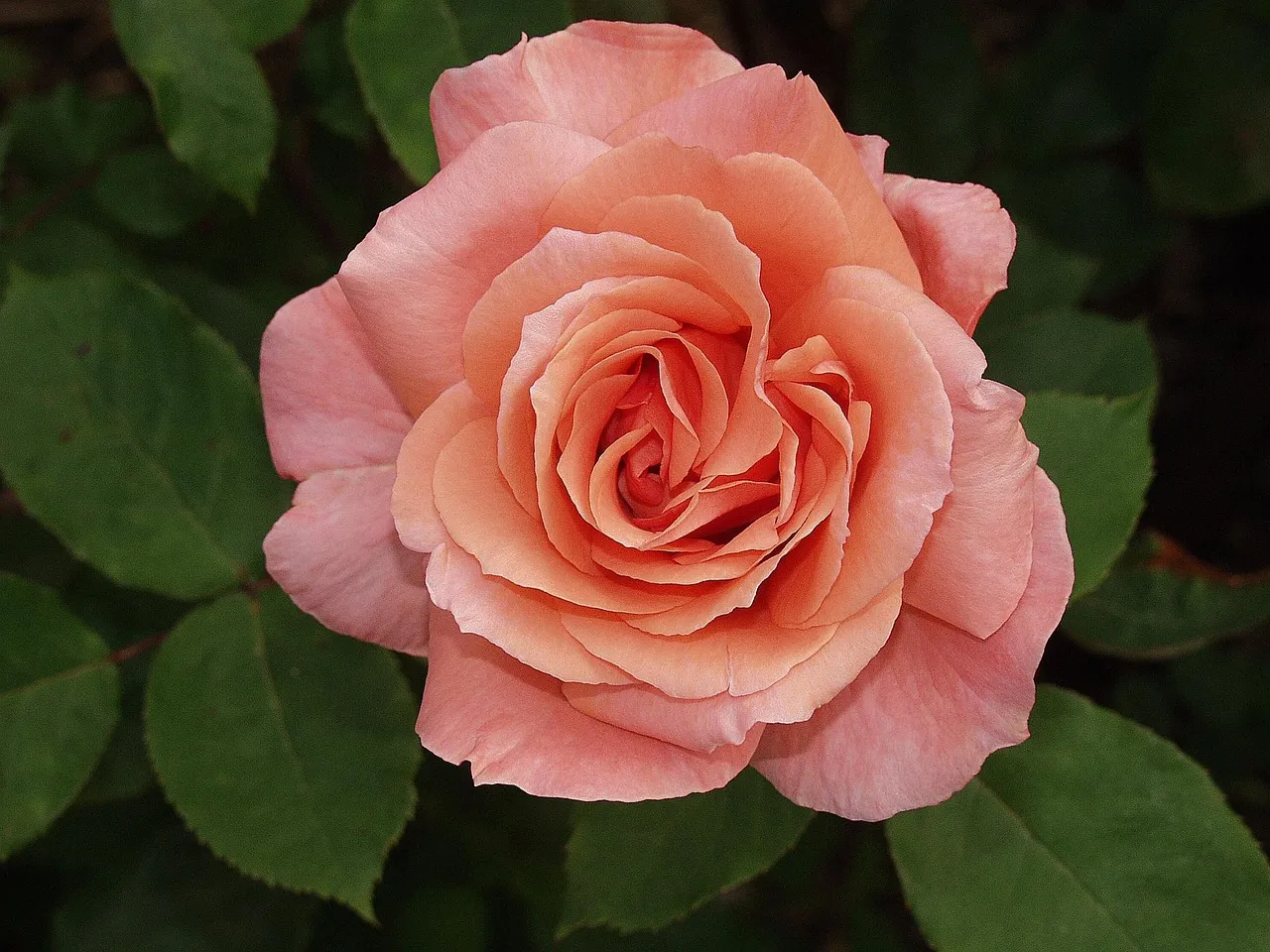 30 Beautiful Rose tattoo design for Women