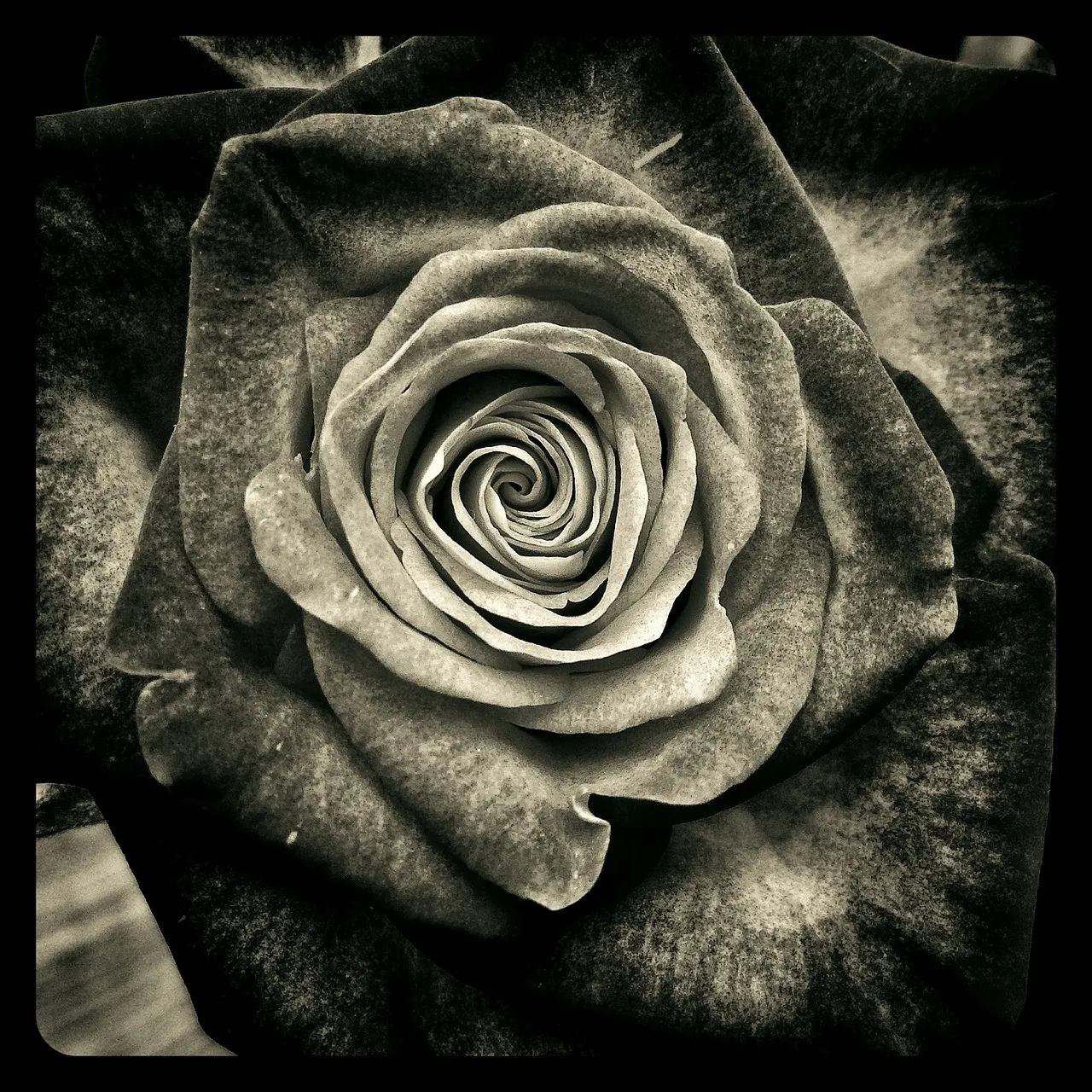 30 Beautiful Rose tattoo design for Women